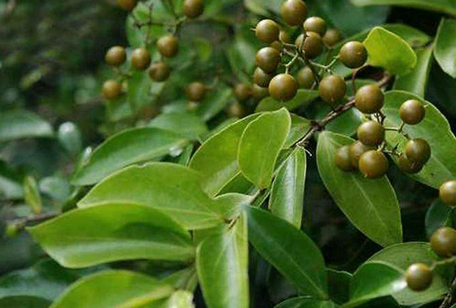 你的健身教练在吃兴奋剂吗｜大象公会