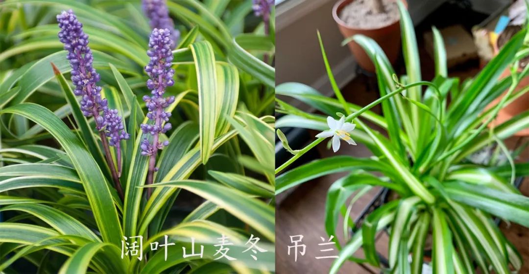 10,阔叶山麦冬和吊兰
