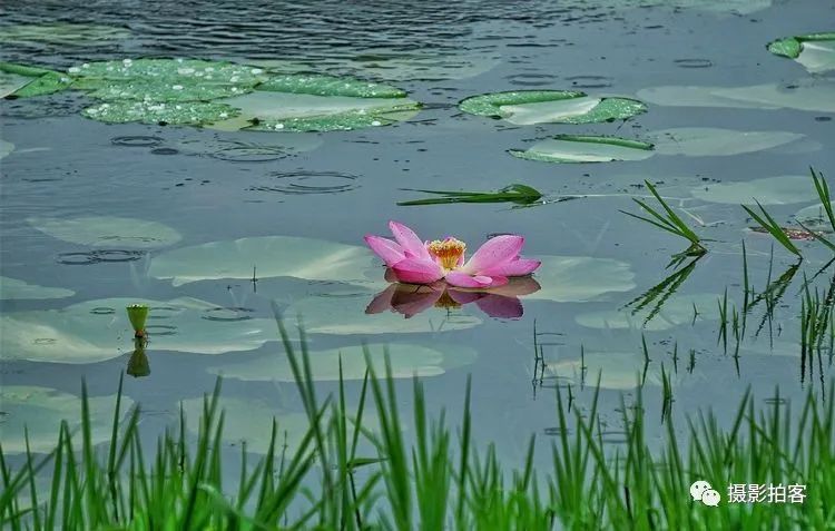 六月观荷听雨,美哉