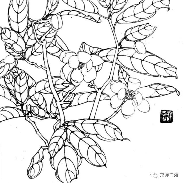 花卉白描干货