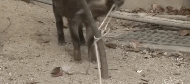 门不当户不对!野猪疯狂追求狗狗,最后的结果是