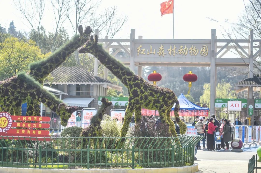2020年3月15日,南京红山森林动物园正式开放非室内游览区域.