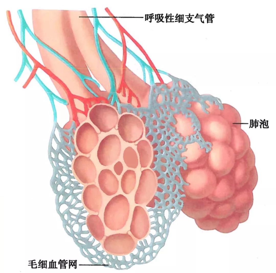 呼吸系统解剖图谱__凤凰网