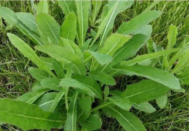 4,苦菜