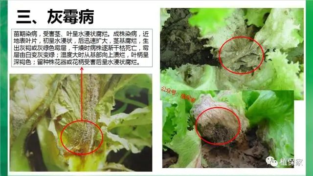 叶菜常见病虫害高清图谱青菜油麦菜生菜白菜必看