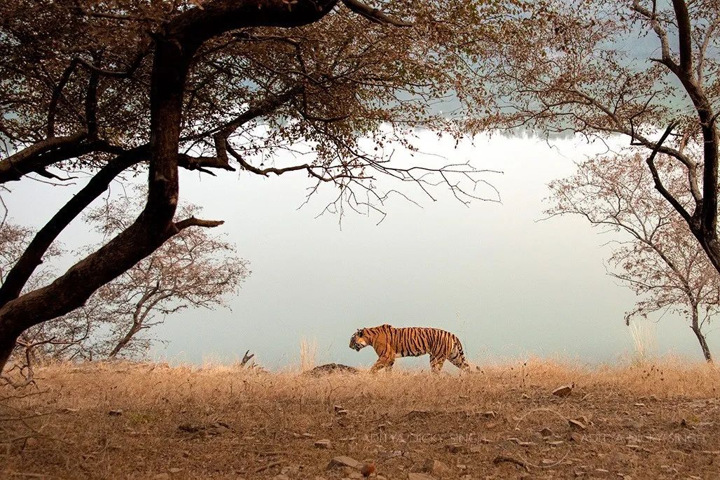 印度夫妻买下140000㎡荒地，倾家荡产就为了活命