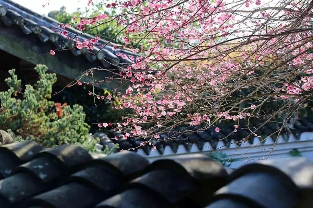 2月末的东港莲花洋公园,已然被"为有暗香来"的梅花点缀,风乍起时,吹