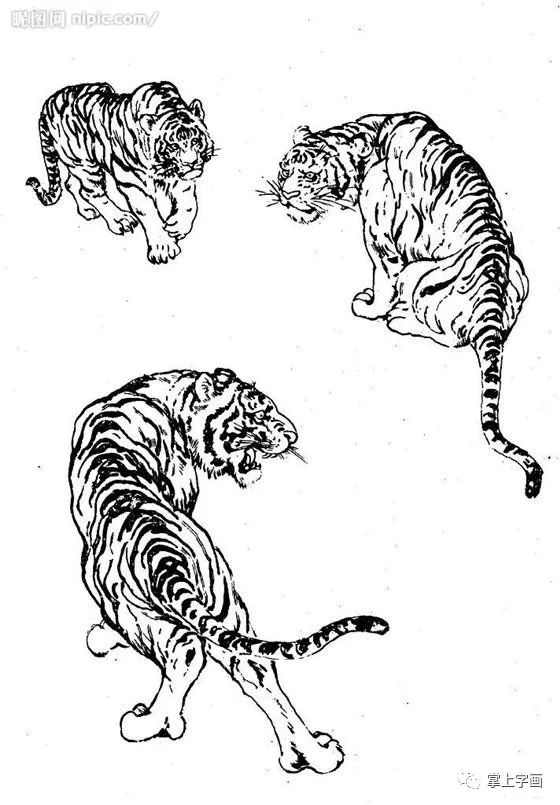 书画联盟丨白描动物 之 山羊,牦牛,老虎篇