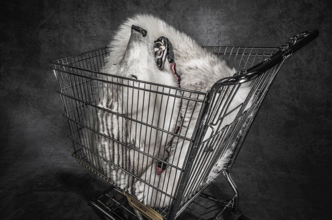 那些因人类的迷信娱乐贪婪，给野生动物带来的苦难