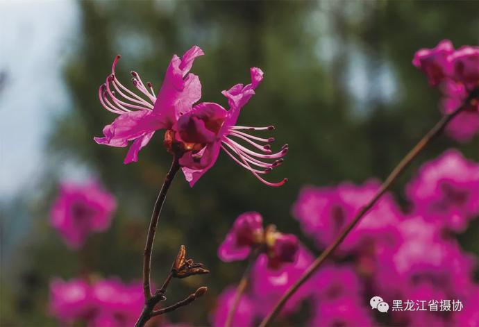 五月的鲜花，开遍龙江大地