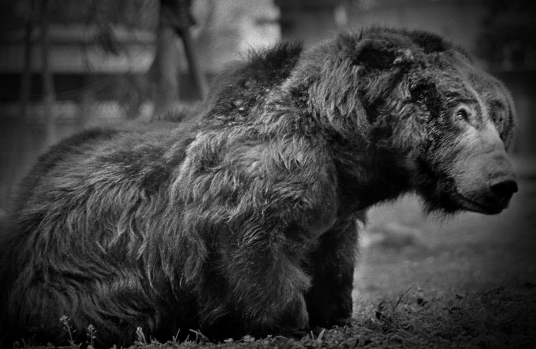 那些因人类的迷信娱乐贪婪，给野生动物带来的苦难