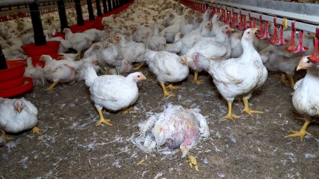 绞碎小鸡阉割小猪为口感好？法农业部长为动物发声