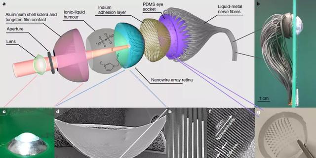 视网膜 传感器 纳米 人眼 分辨率 仿生眼 液态金属 半球形 曲面 比人