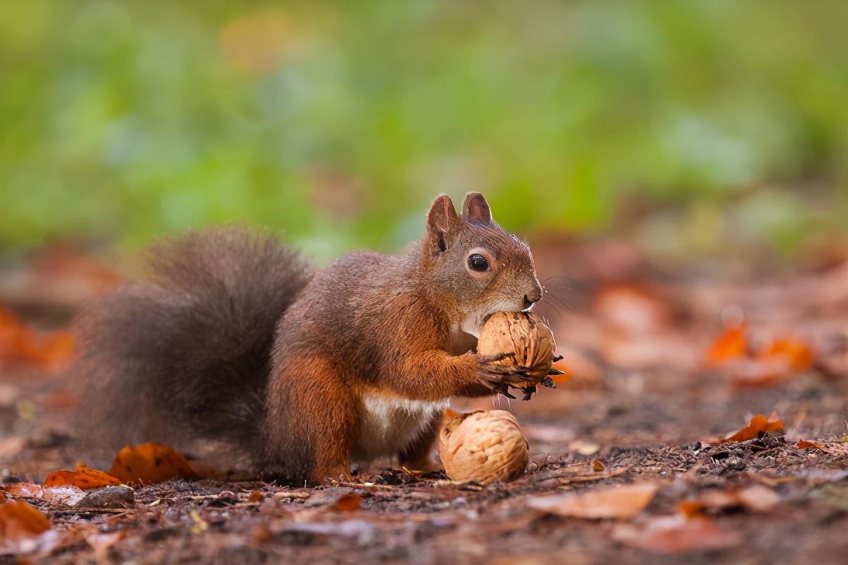 一只松鼠藏2000颗松果过冬,它怎么记得住藏坚果的地点__凤凰网