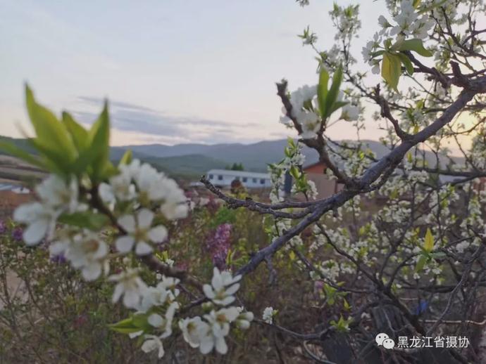 五月的鲜花，开遍龙江大地