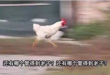 恶搞香菜徒手推楼海里熨衣有人能管管这帮野老外吗