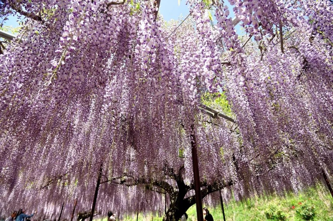 紫藤花养几年不开花就是买错品种了夏季和冬季修剪可促进开花