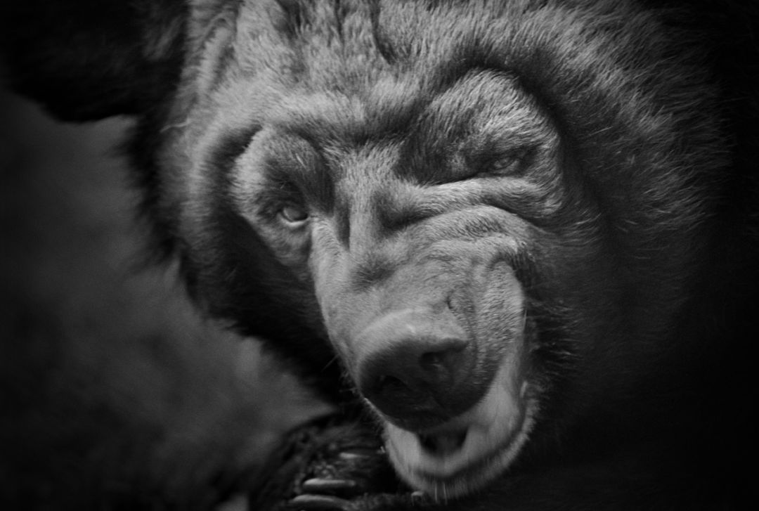 那些因人类的迷信娱乐贪婪，给野生动物带来的苦难