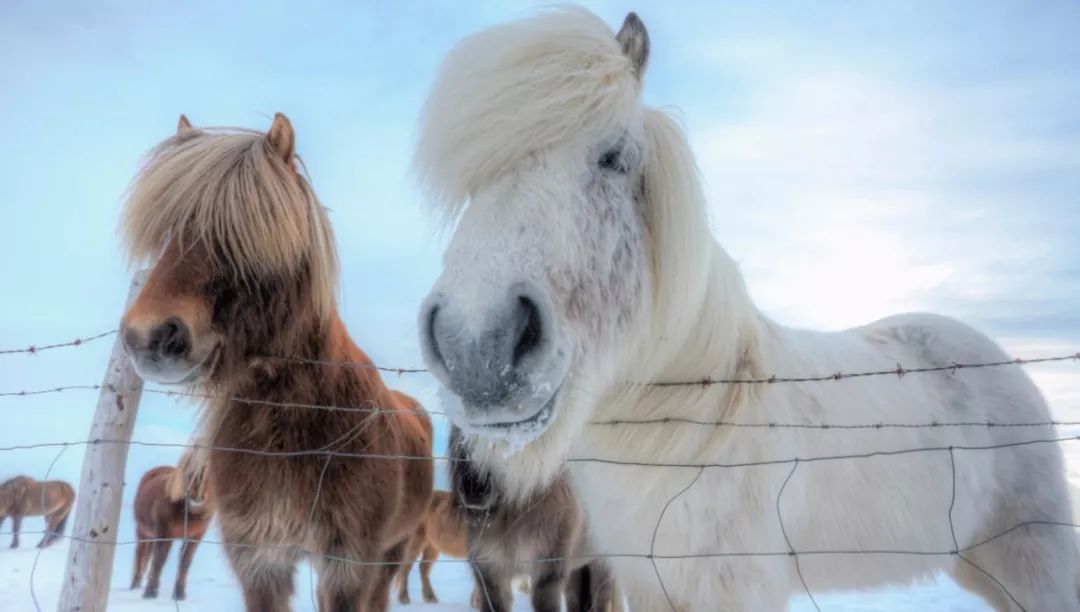 冰岛拥有世界上保持最纯洁血统的马种——冰岛矮脚马(icelandic pony)