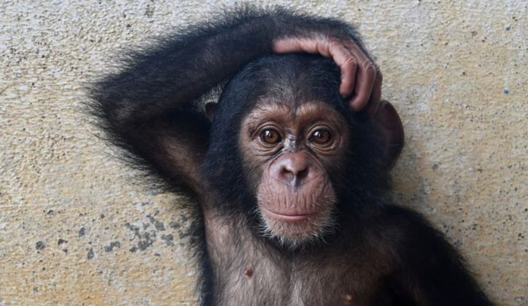 一个特别温馨,异常可爱的纪录片,片子里的主角,是一群超萌的小黑猩猩