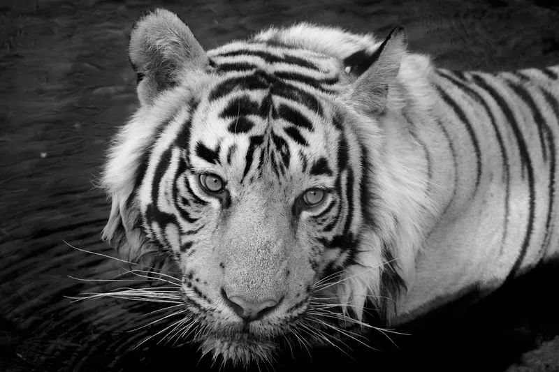 印度夫妻买下140000㎡荒地，倾家荡产就为了活命