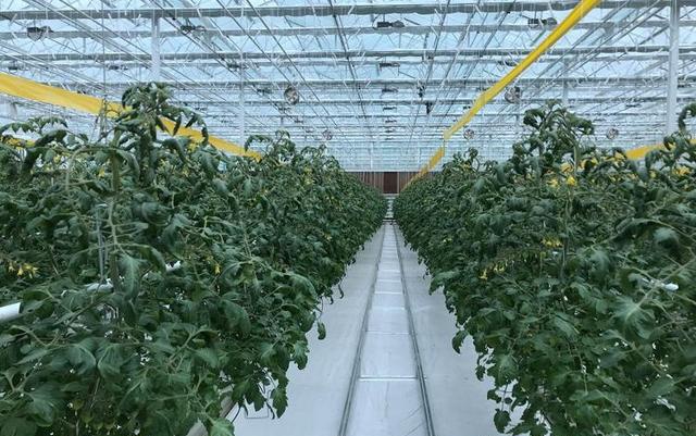 "菜篮子"满满心里不慌!快看日供鲜菜150吨的寿光蔬菜产销基地