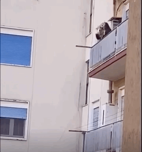 又疯了一个欧欧欧欧欧洲人