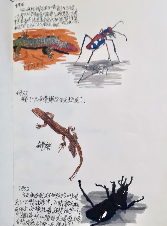 在标题里给每种昆虫起个外号,比如"时装模特"虎甲,"肌肉男"大田鳖,"