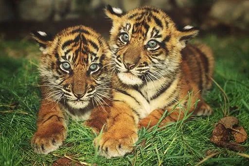 印度夫妻买下140000㎡荒地，倾家荡产就为了活命