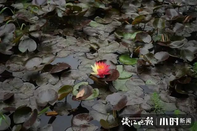 喜欢这样的初夏!昼开夜合,杭州植物园100多种睡莲进入盛花期