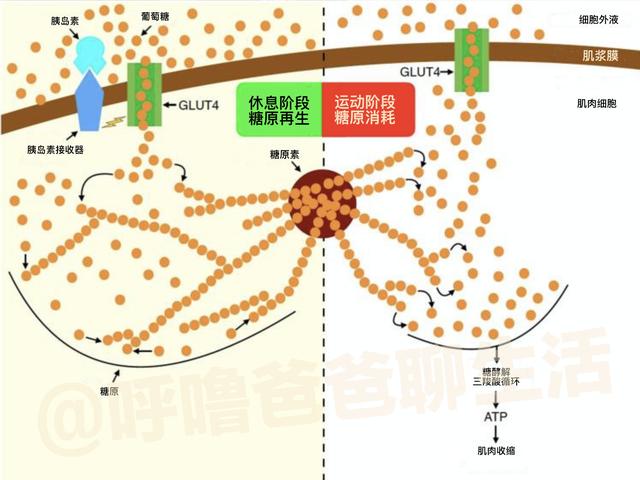 长距离跑后是最佳肌肉糖原扩展时机,这时的碳水补充你