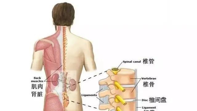 腰部各层的组织结构或器官发生病变或外伤时,都有可能会导致腰痛的