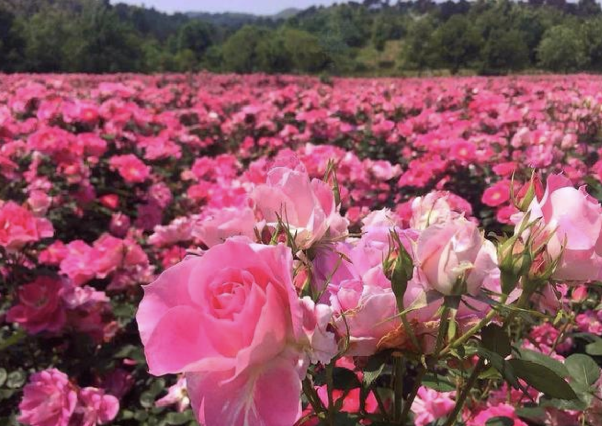 西郊花语悠游谷.玫瑰岛