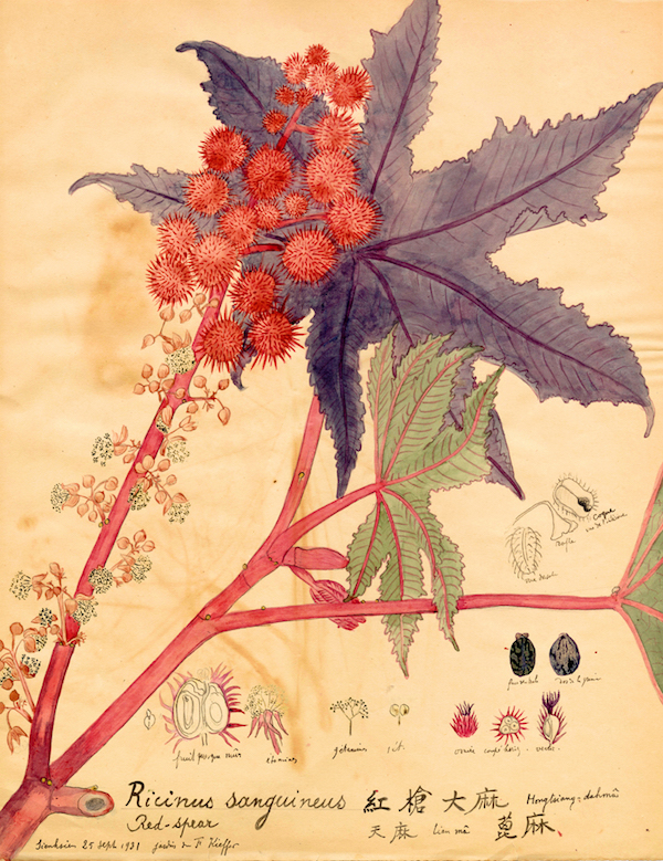 本次展览展出植物科学画原件三十幅,高清还原画作七十余幅,分野生植物