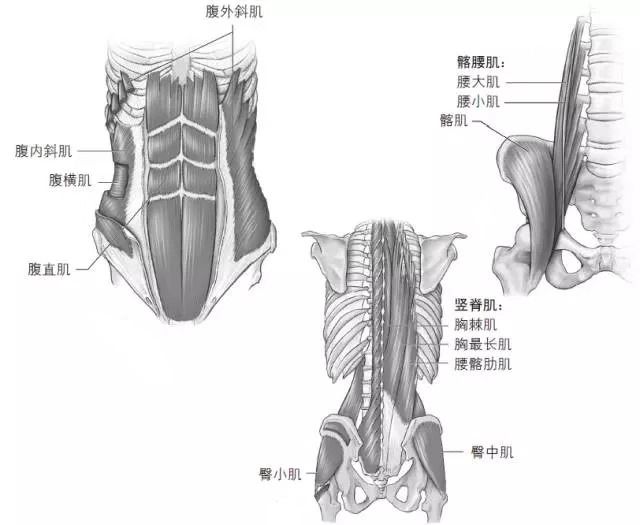 者都会忽略掉跑步时伸髋的重要性 ,而髋关节周围的肌肉,如臀肌,旋髋肌