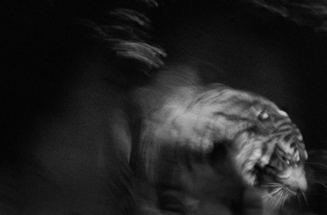 那些因人类的迷信娱乐贪婪，给野生动物带来的苦难