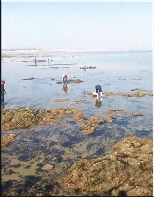 赶海| 我能想到最浪漫的事,就是和你一起挖蛤(gá)蜊