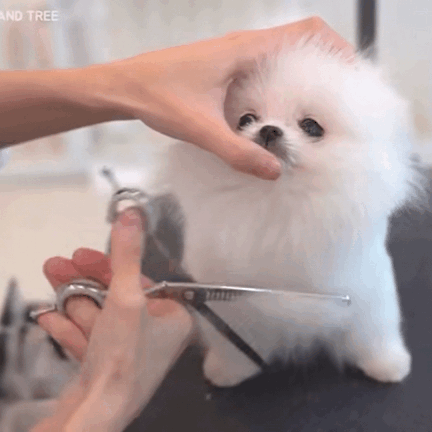 超解压!小博美理发全过程,最后也太可爱了吧