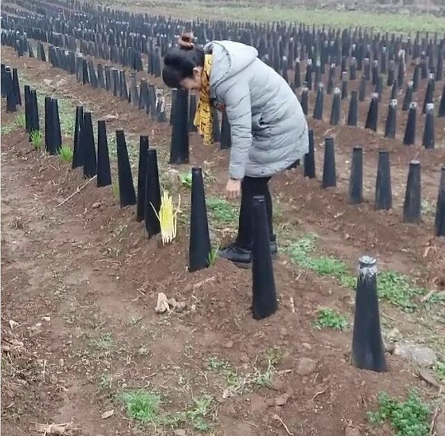 蒜黄韭黄、蒜苗蒜薹，难倒多少上街买菜的大老爷们