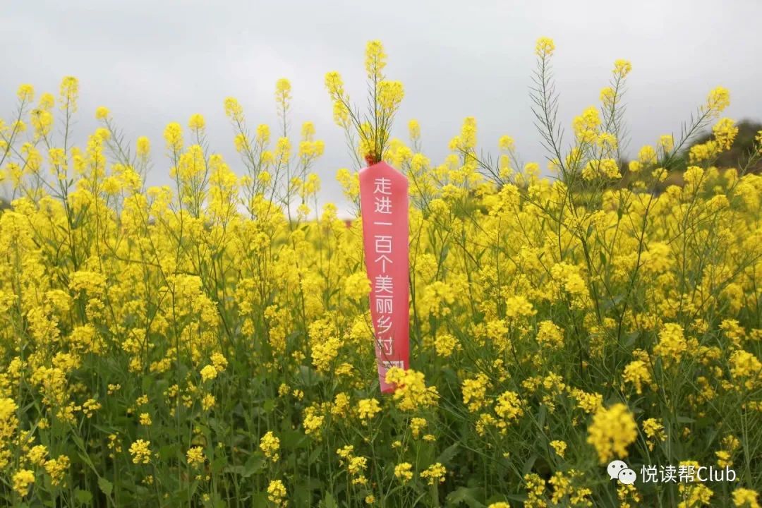惊艳!安顺三月的春天,都"藏"在这些油菜花田里