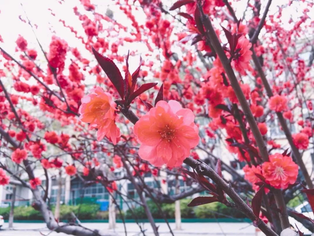 像极了我们 灿烂的青春 每年四月 河北科技大学除了樱花节