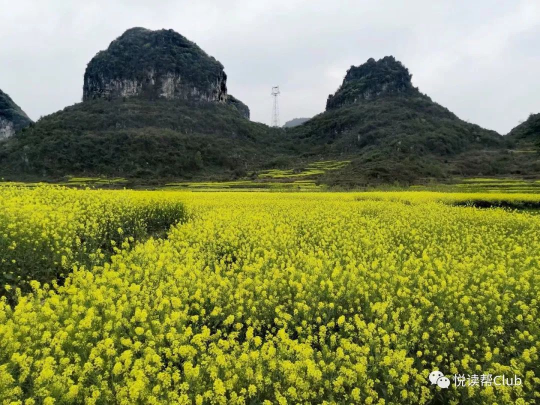 惊艳!安顺三月的春天,都"藏"在这些油菜花田里