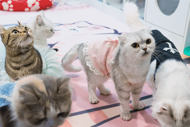 上海24小时,早茶火锅喝小酒