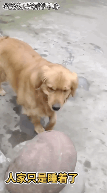 跨种族友谊!小金鱼去世金毛不忍接受,竟做出如此举动