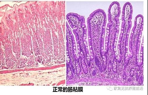 肠壁结构