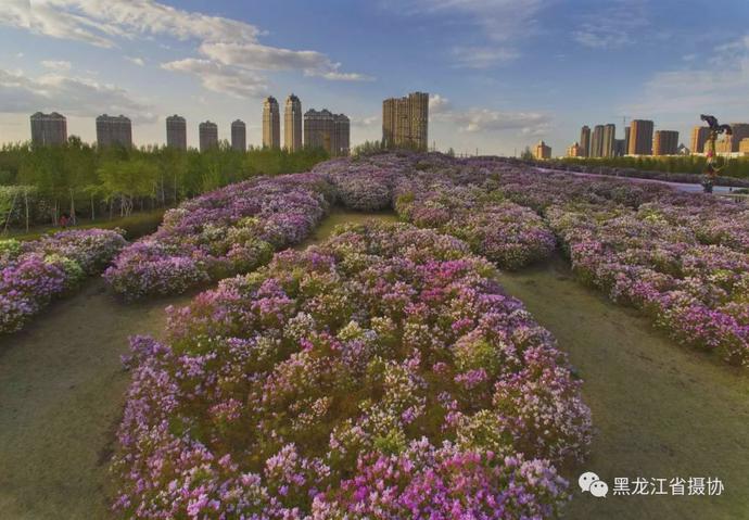 五月的鲜花，开遍龙江大地