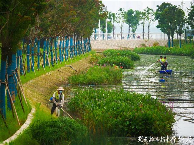 200余块生态浮框助力丽水明渠水清岸绿__凤凰网