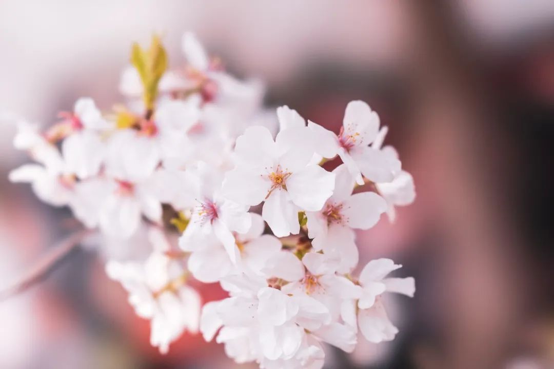 9首樱花诗词,共赏诗意春天