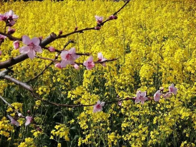 陈村春天的景色,依旧美好.