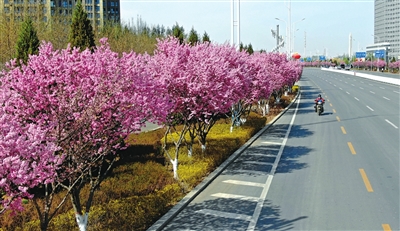 银川:一路繁花正当时